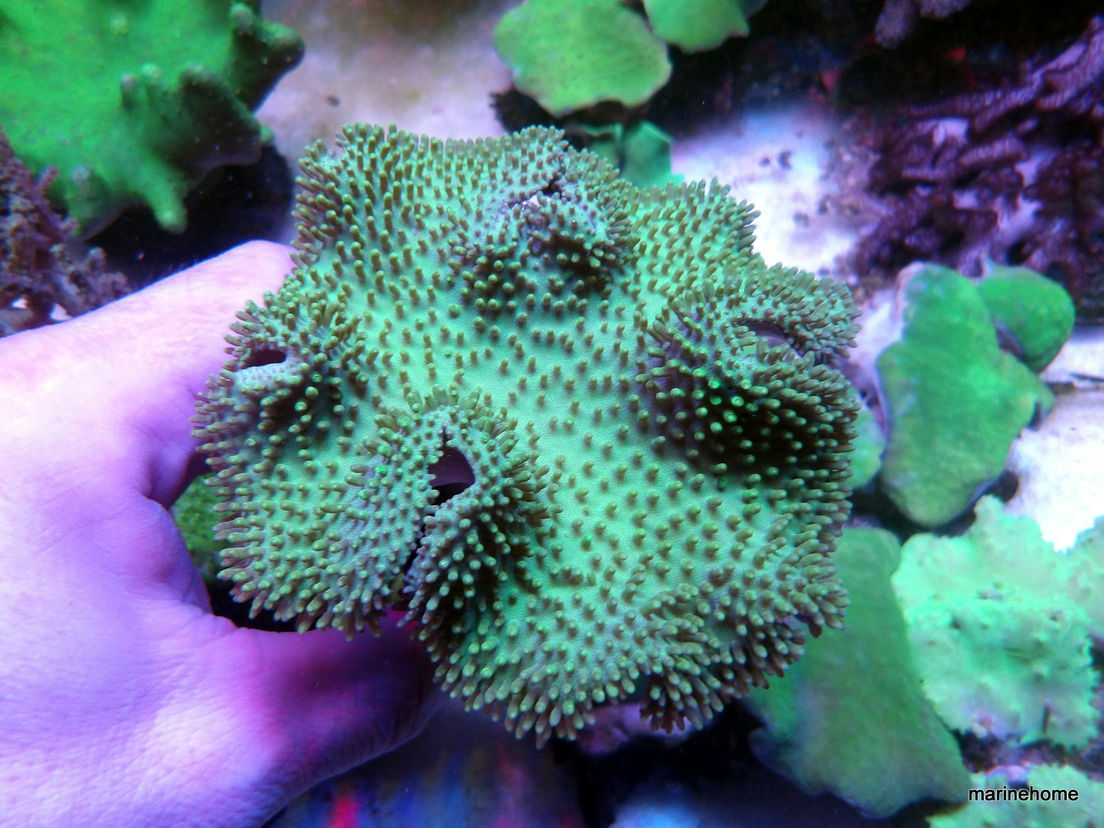 KODAK Digital Still Camera