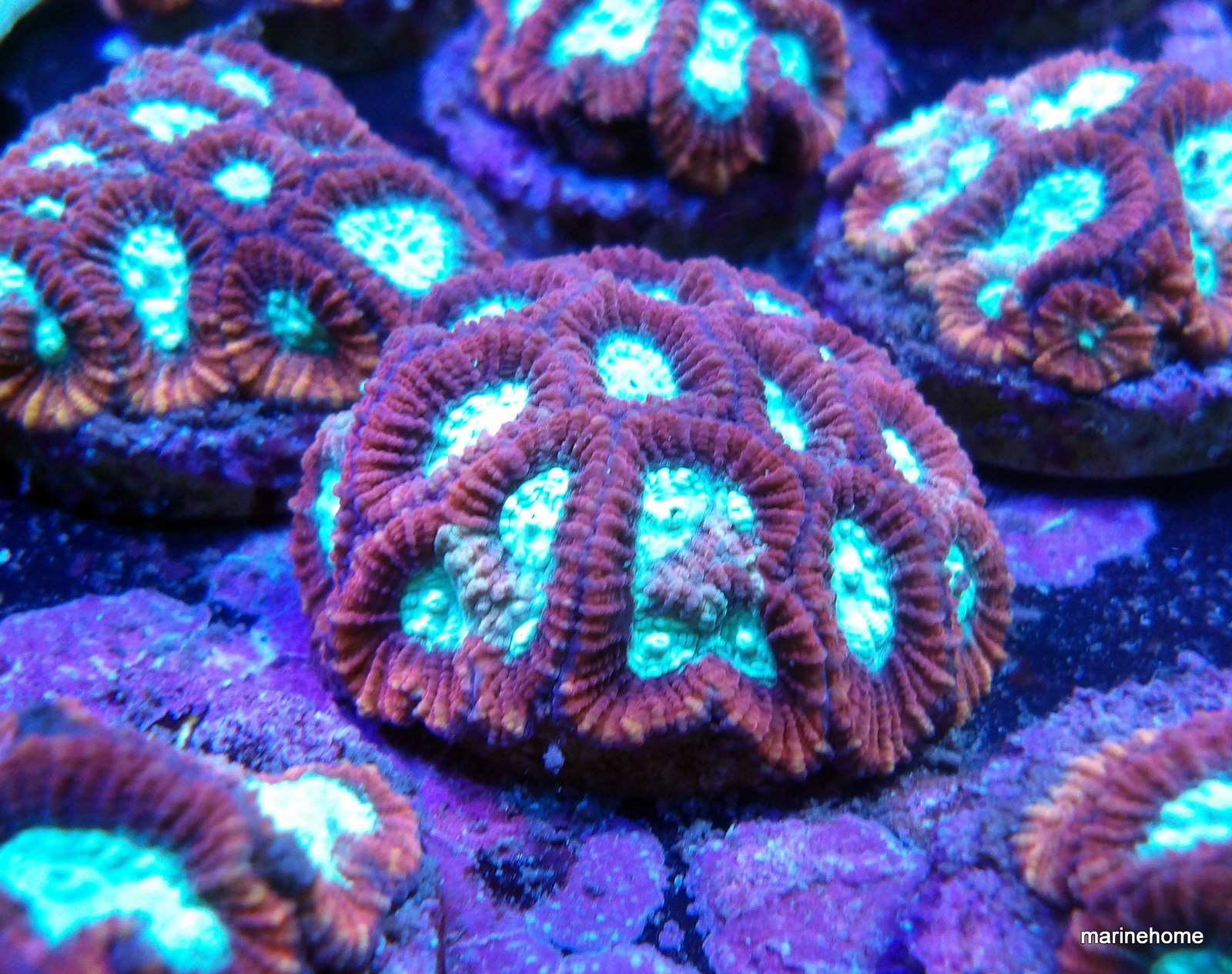 KODAK Digital Still Camera