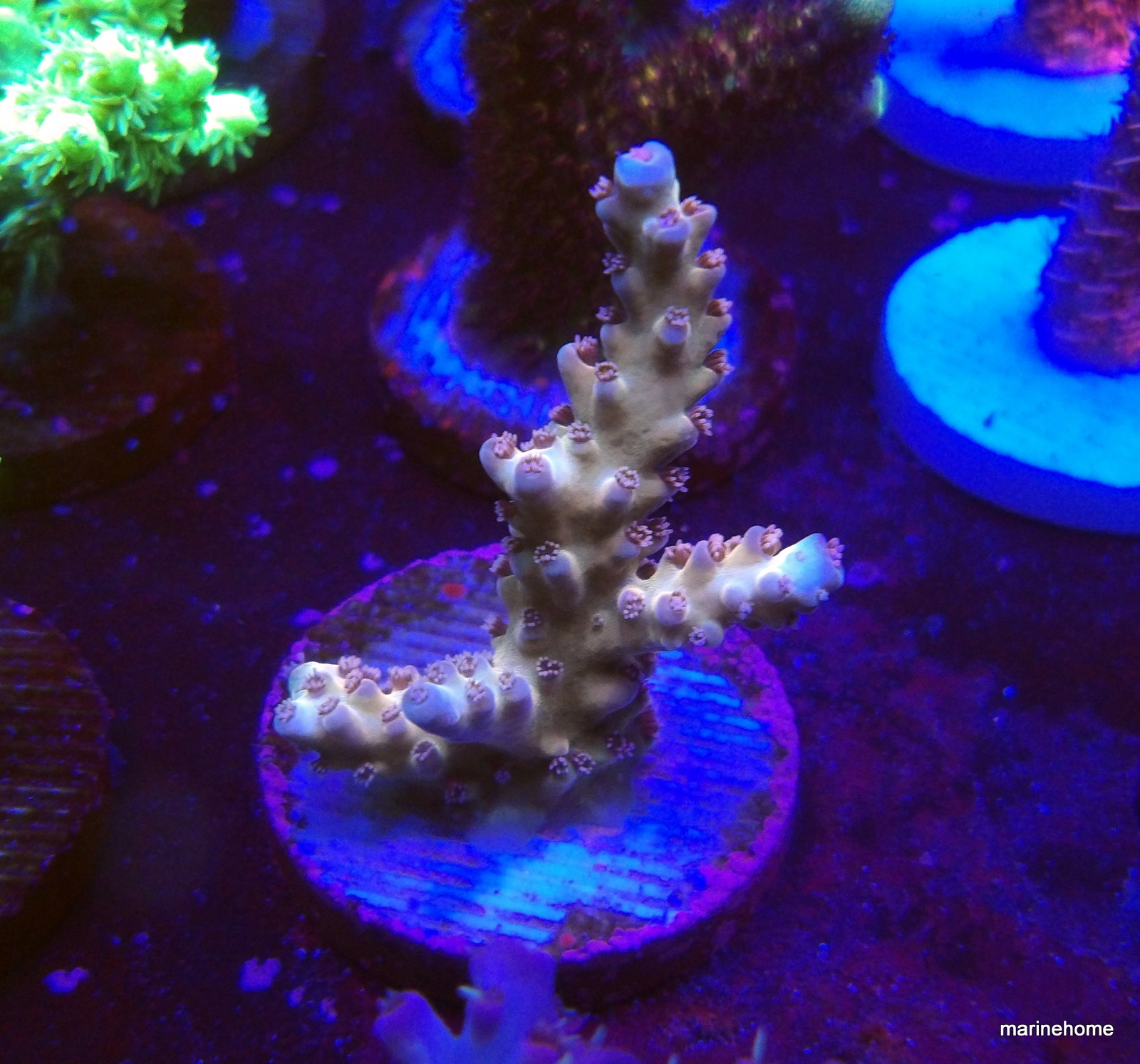 KODAK Digital Still Camera