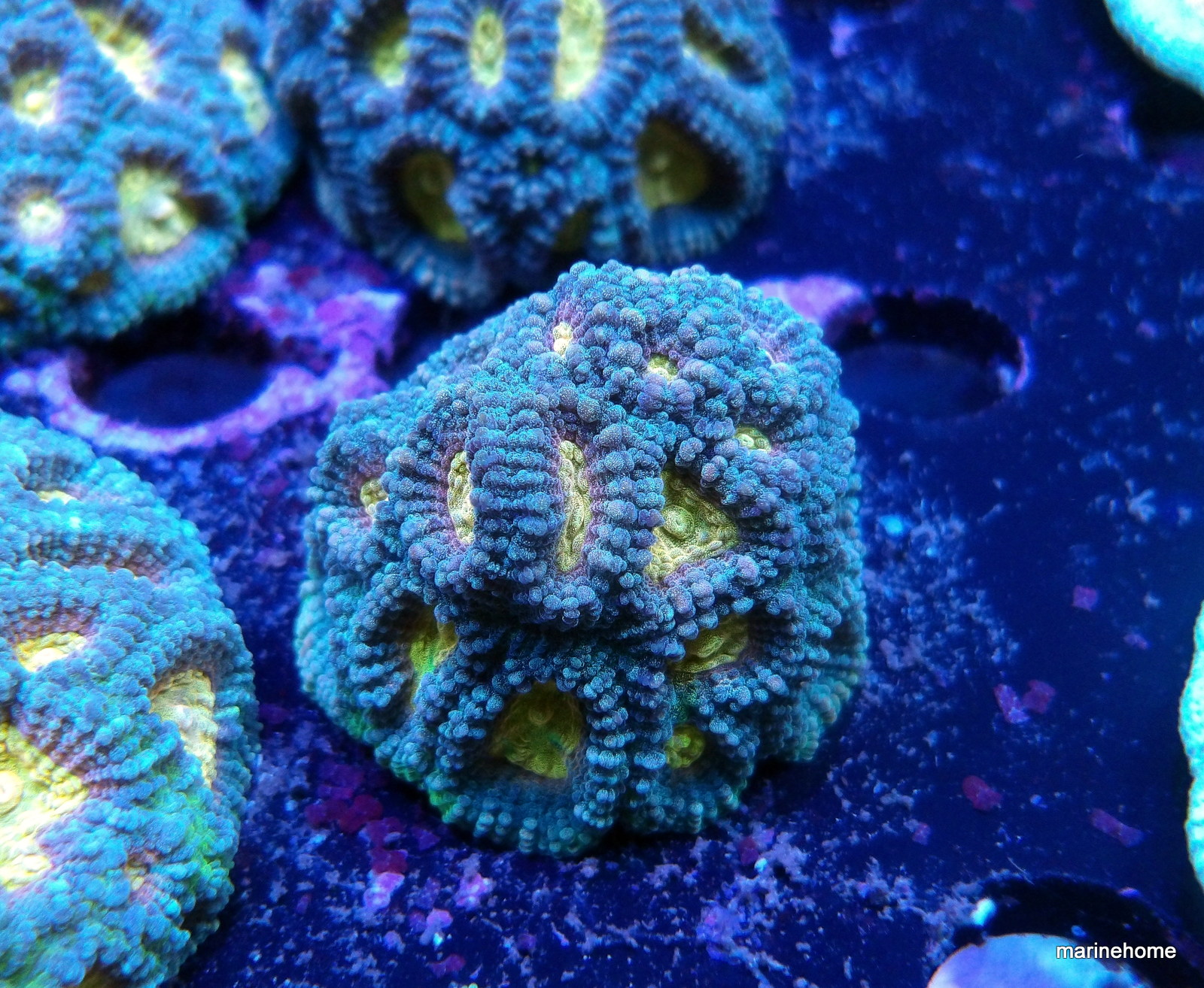 KODAK Digital Still Camera