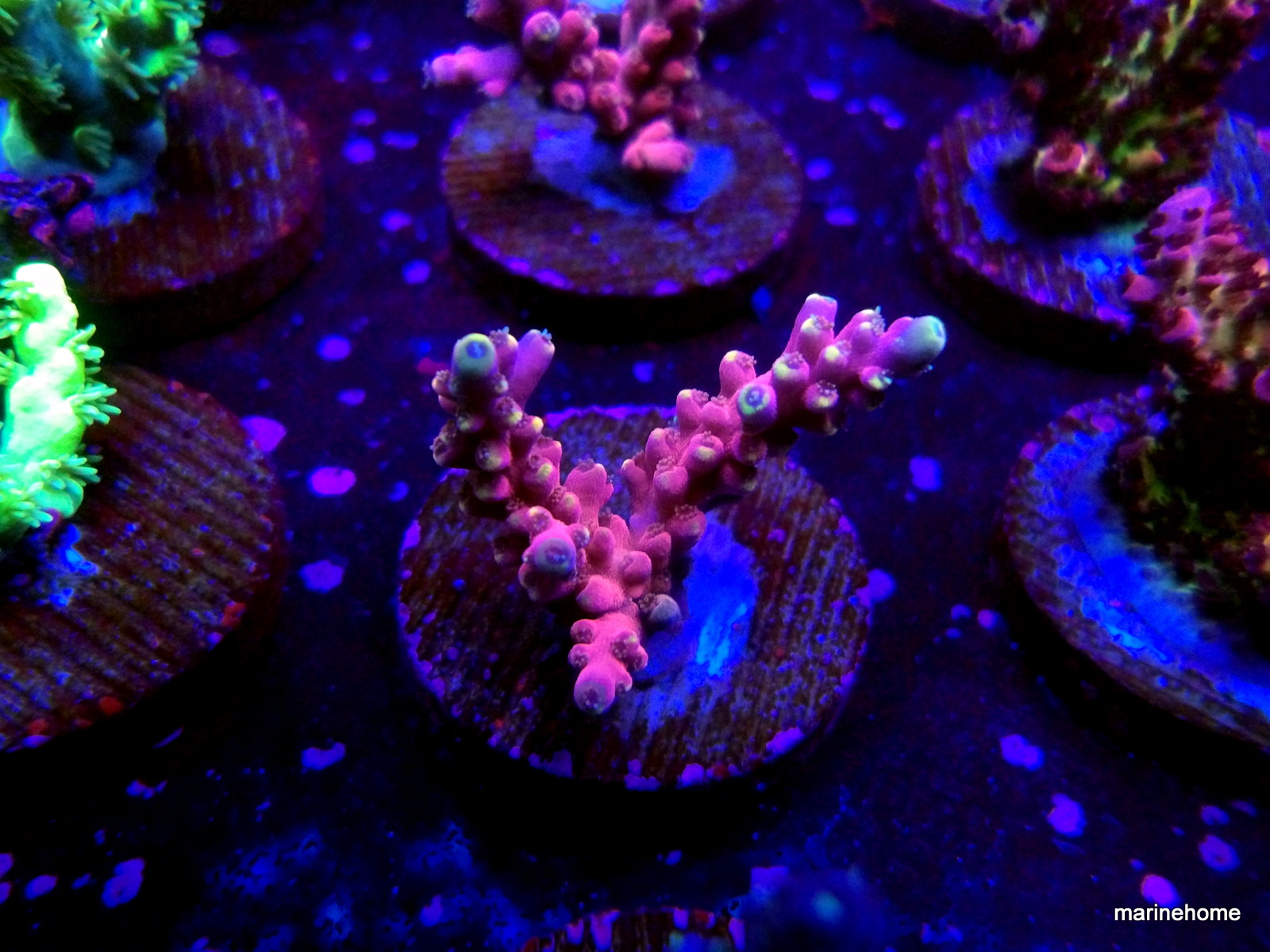 KODAK Digital Still Camera