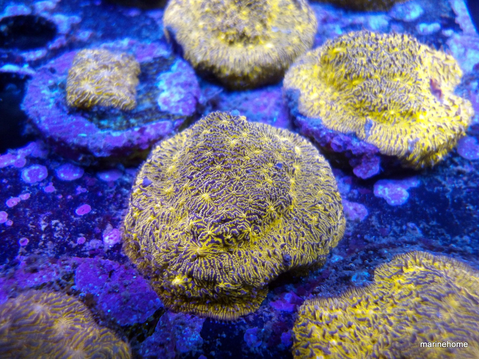 KODAK Digital Still Camera