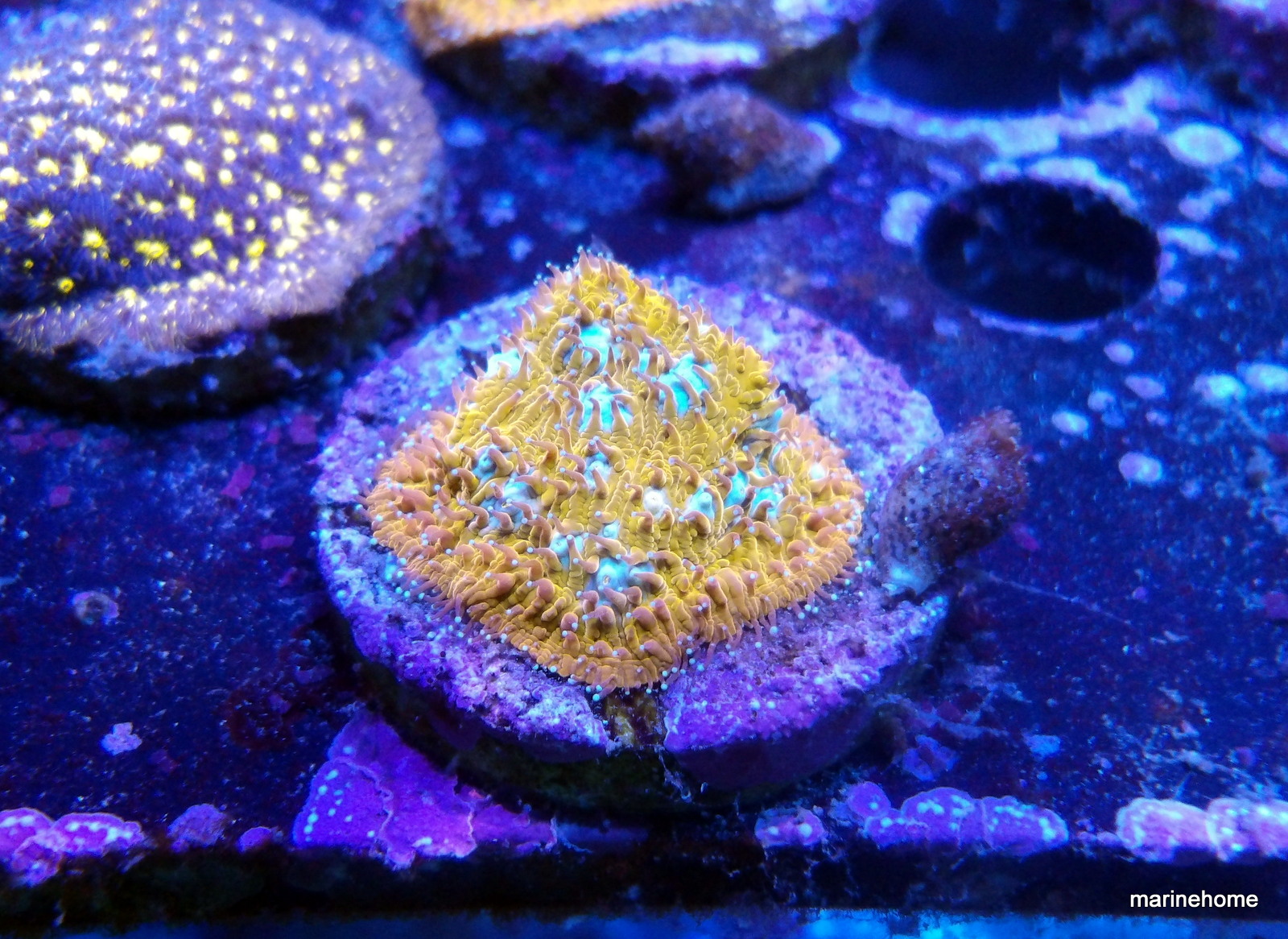 KODAK Digital Still Camera