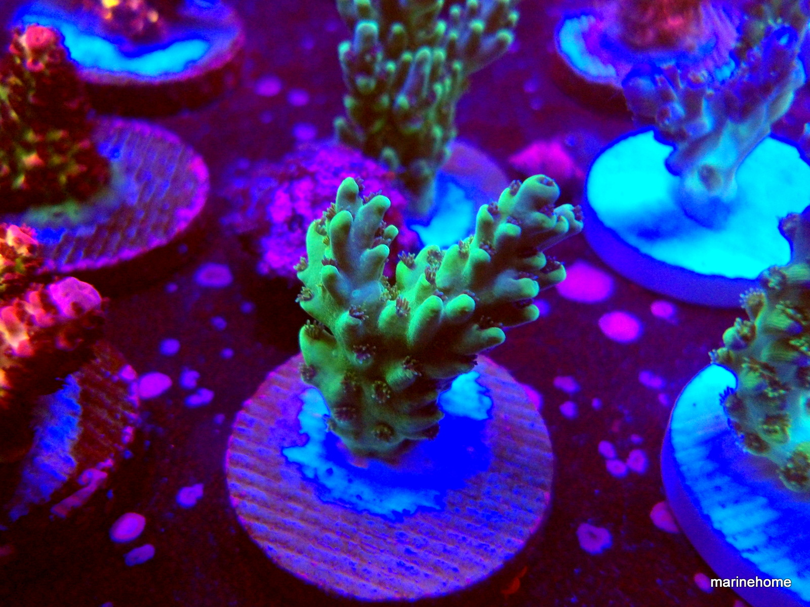 KODAK Digital Still Camera