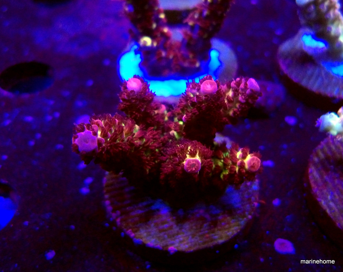 KODAK Digital Still Camera