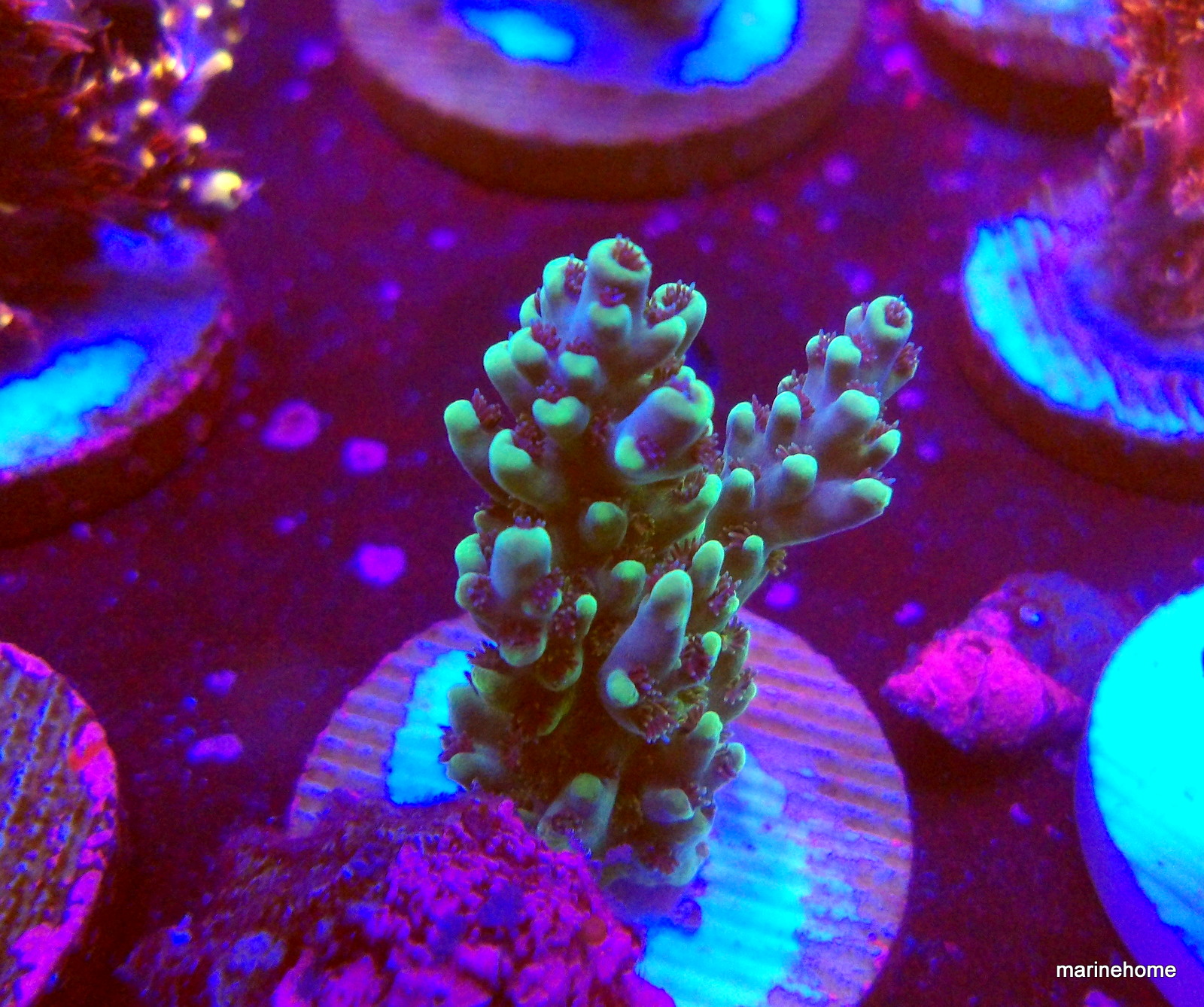 KODAK Digital Still Camera