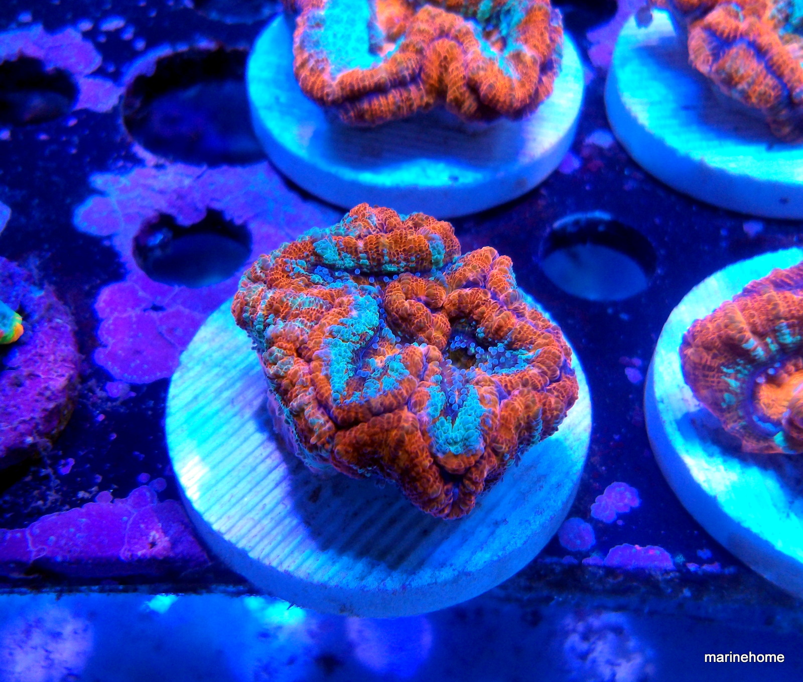 KODAK Digital Still Camera