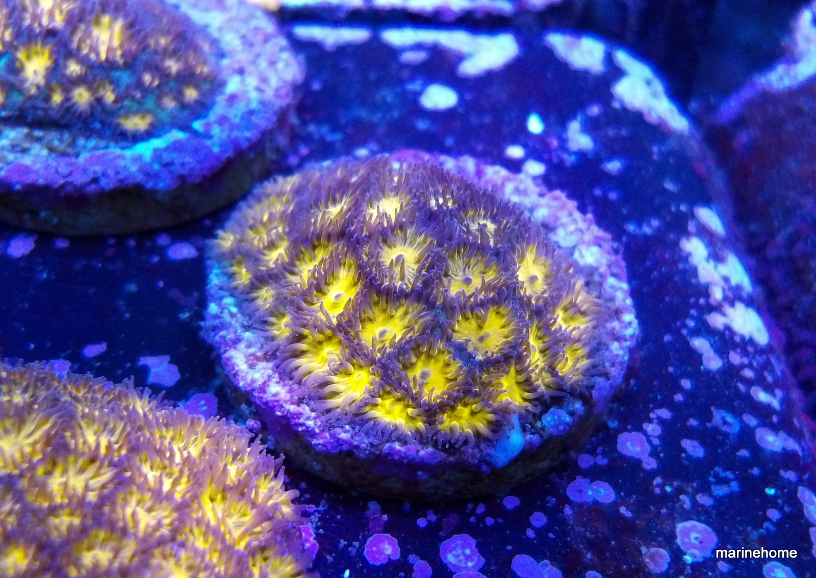 KODAK Digital Still Camera