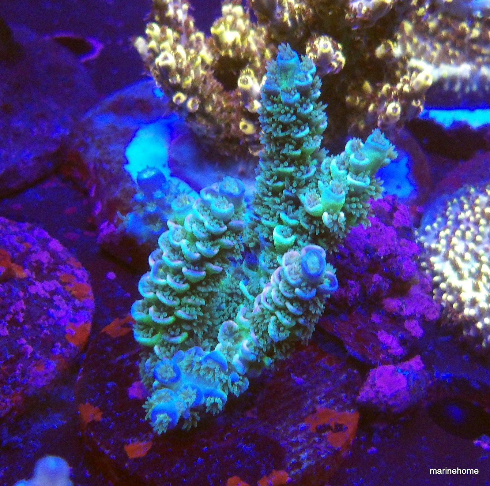 KODAK Digital Still Camera