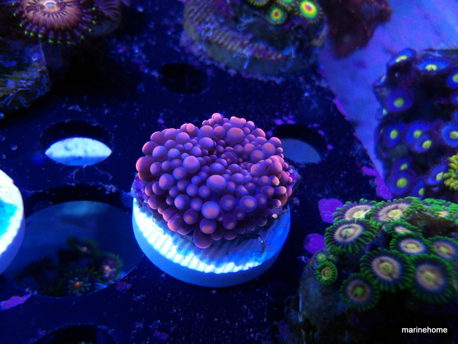 KODAK Digital Still Camera