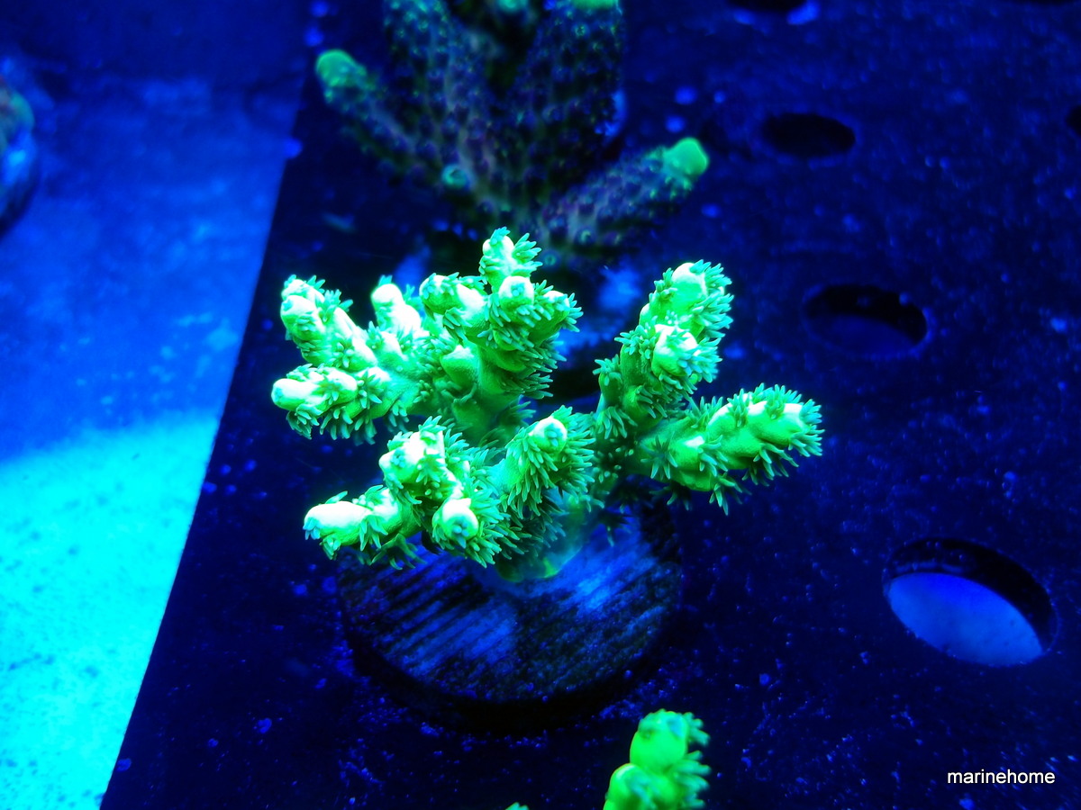 KODAK Digital Still Camera