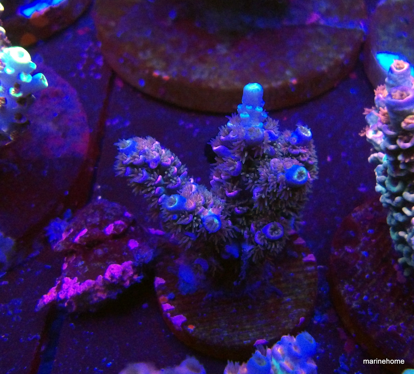 KODAK Digital Still Camera