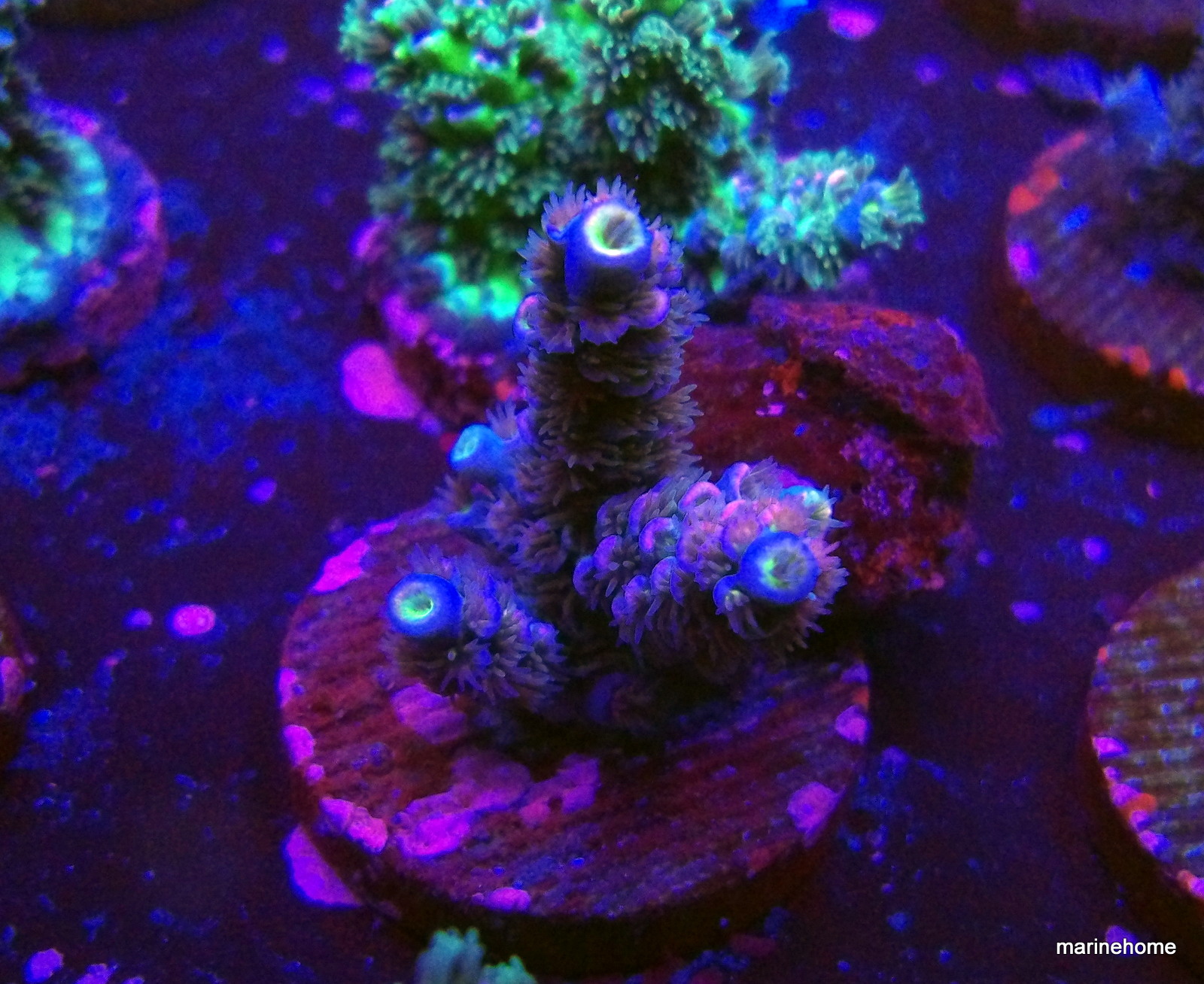 KODAK Digital Still Camera