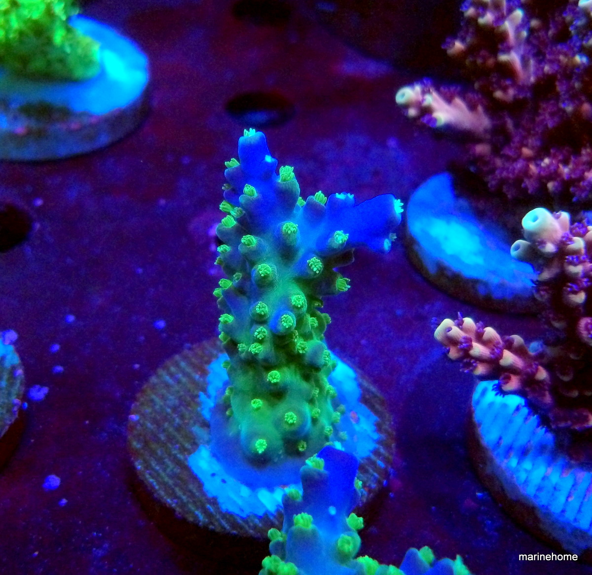 KODAK Digital Still Camera