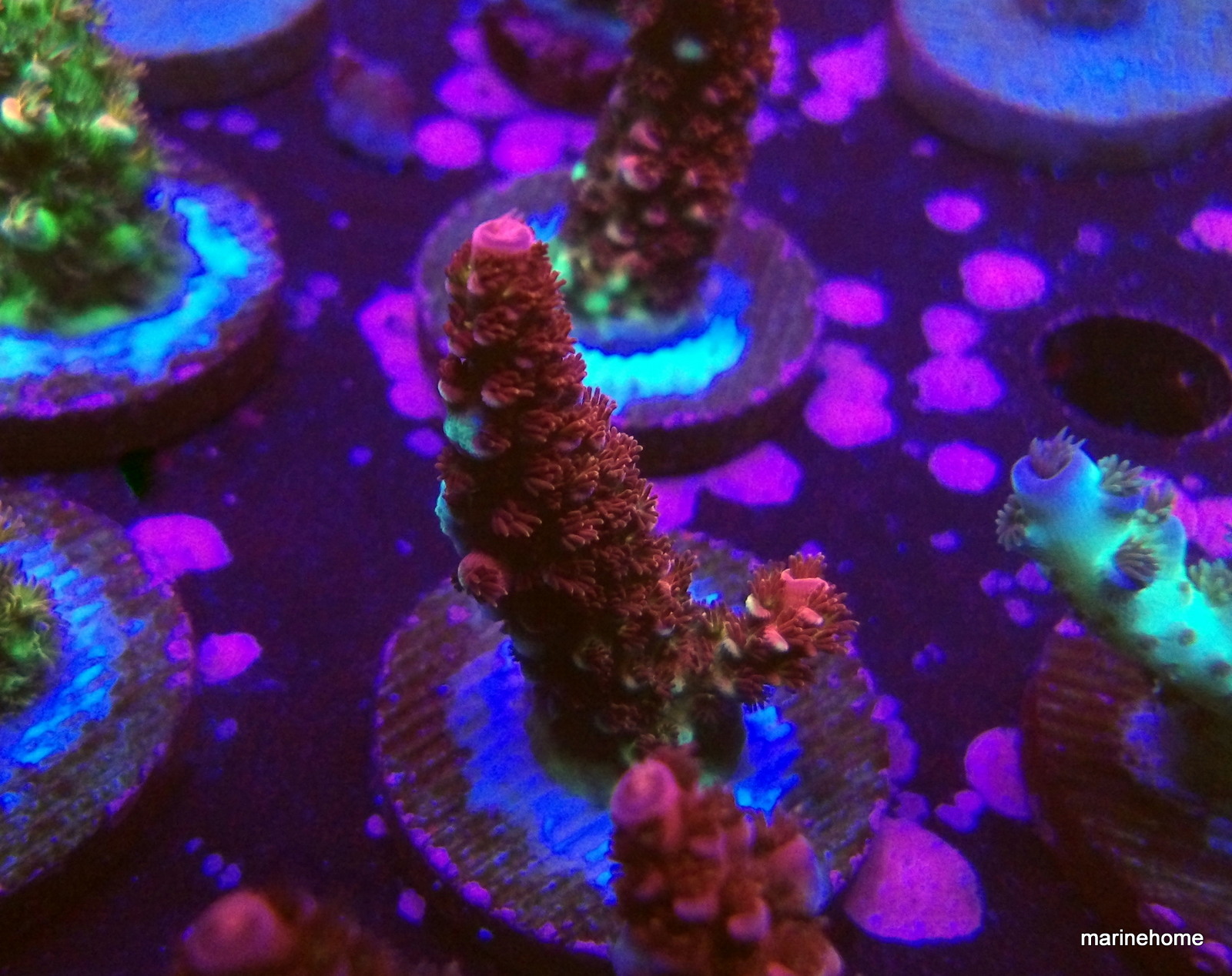 KODAK Digital Still Camera