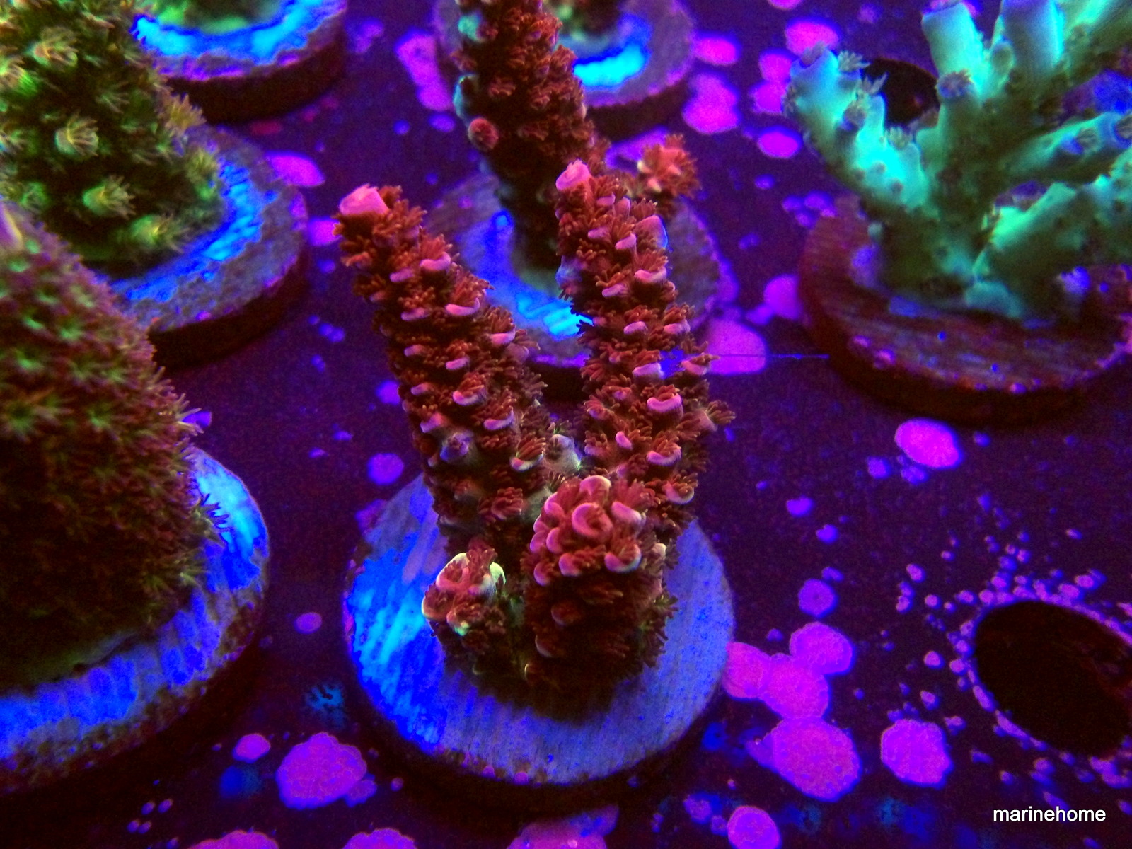 KODAK Digital Still Camera