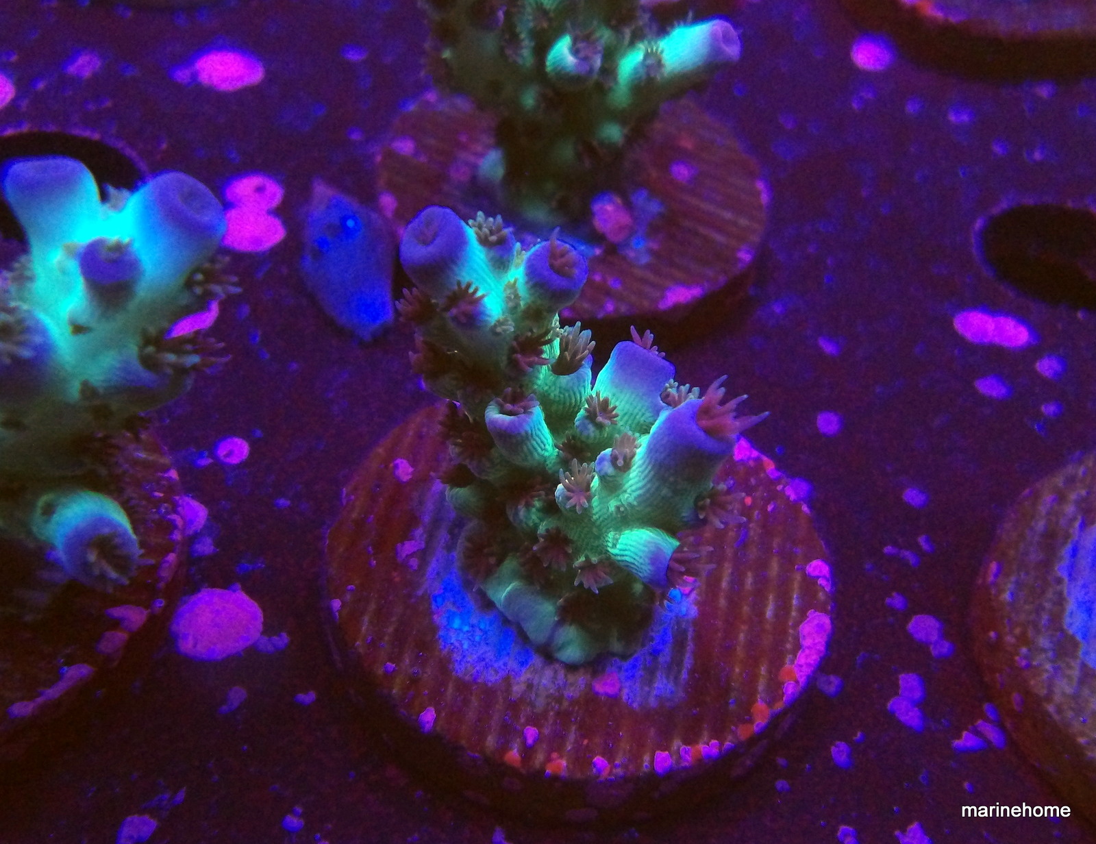 KODAK Digital Still Camera