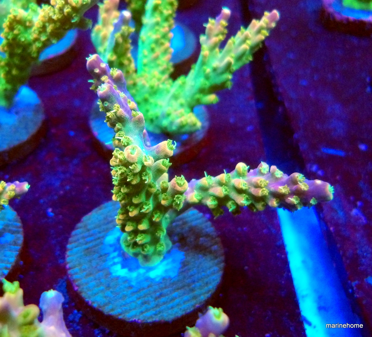 KODAK Digital Still Camera