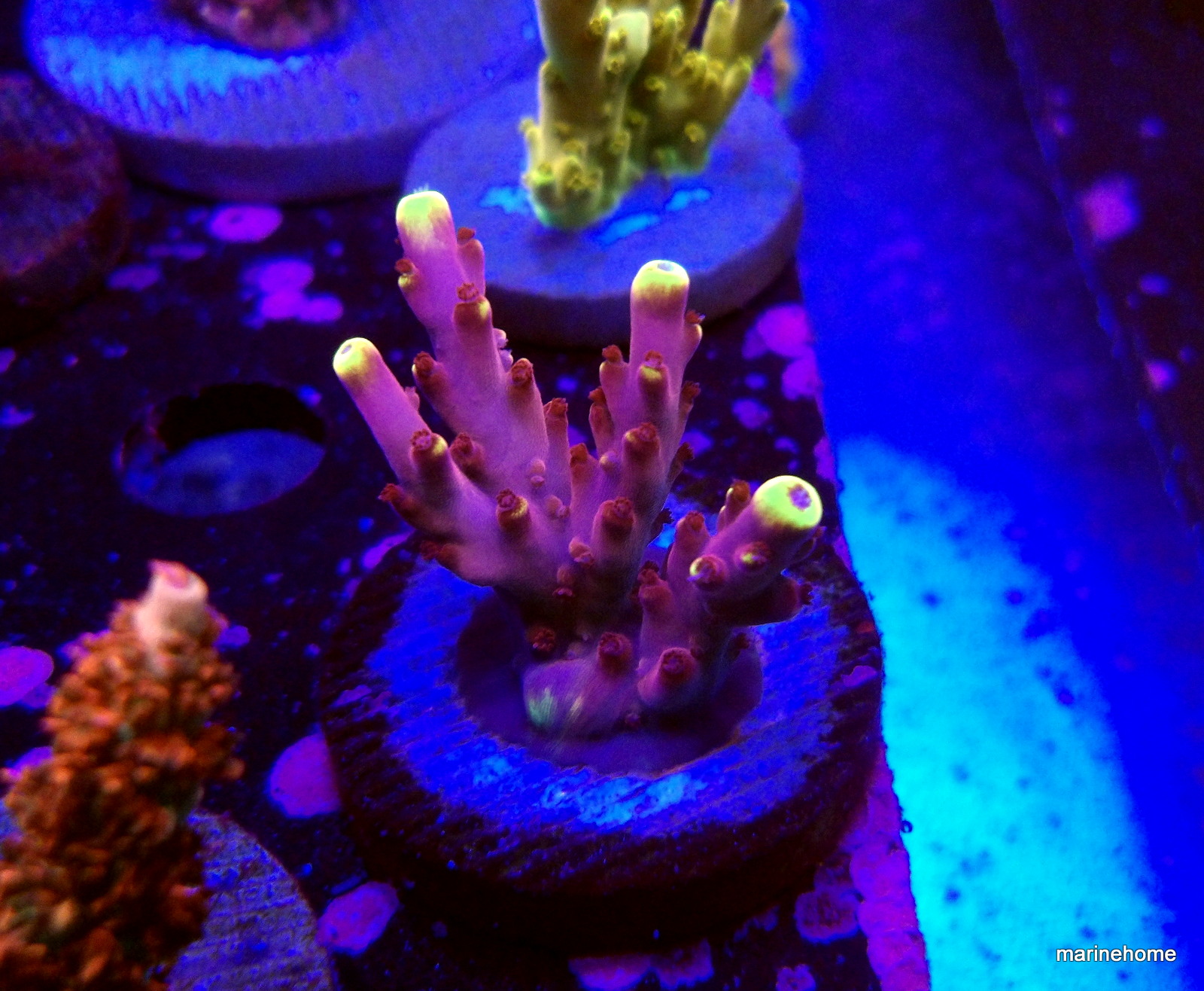 KODAK Digital Still Camera