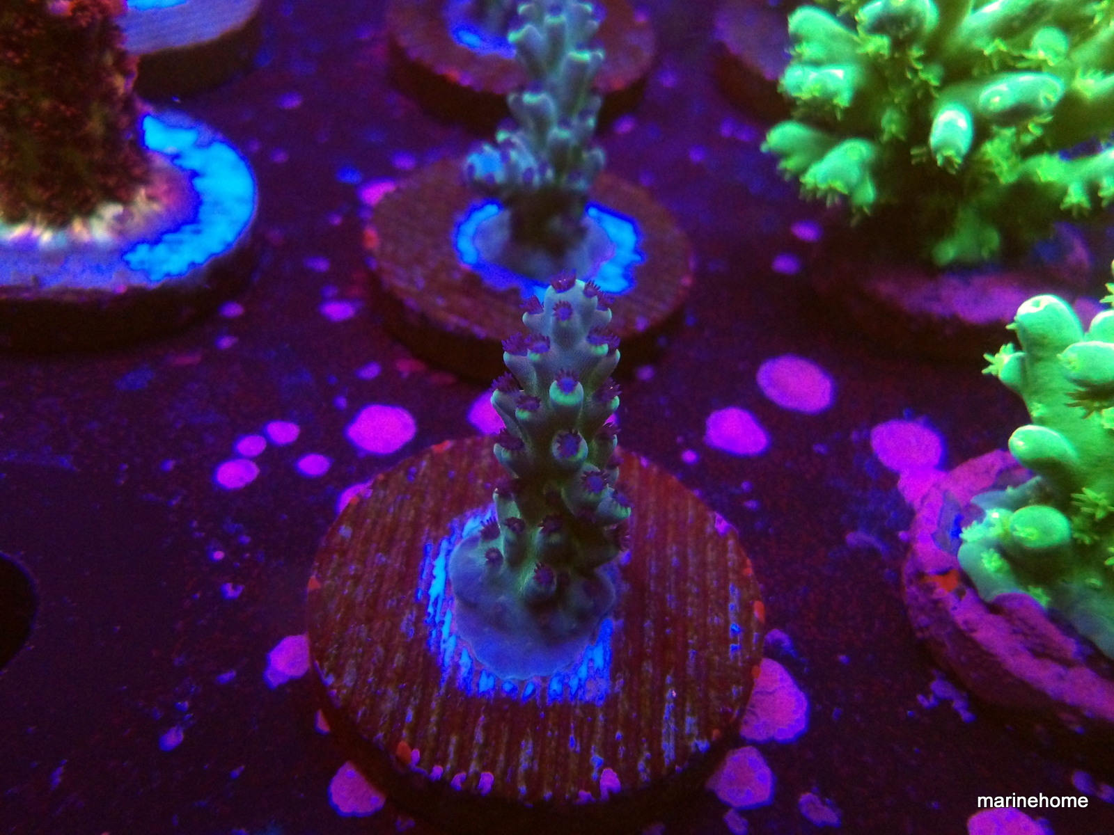 KODAK Digital Still Camera