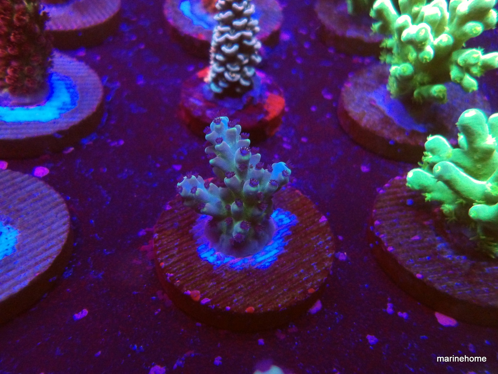 KODAK Digital Still Camera