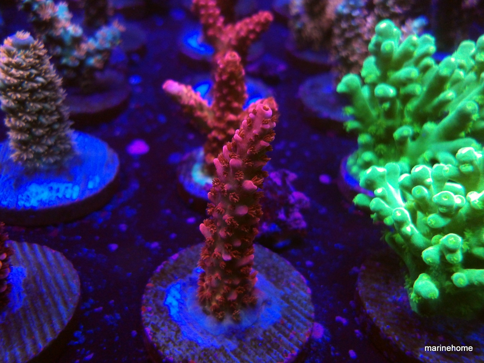 KODAK Digital Still Camera