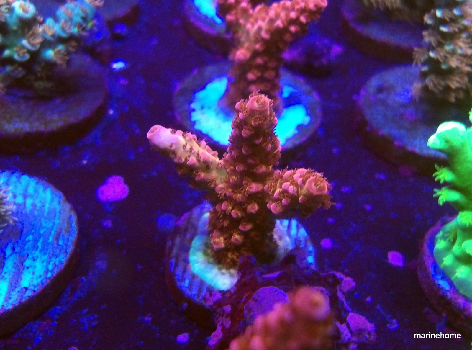 KODAK Digital Still Camera