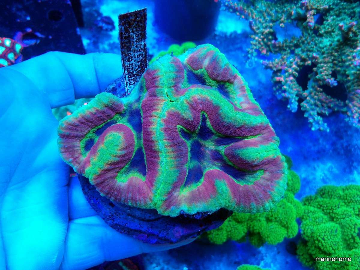 KODAK Digital Still Camera