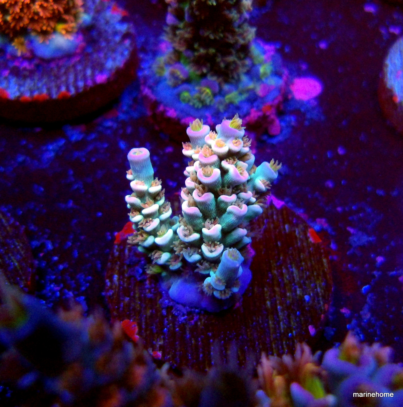 KODAK Digital Still Camera