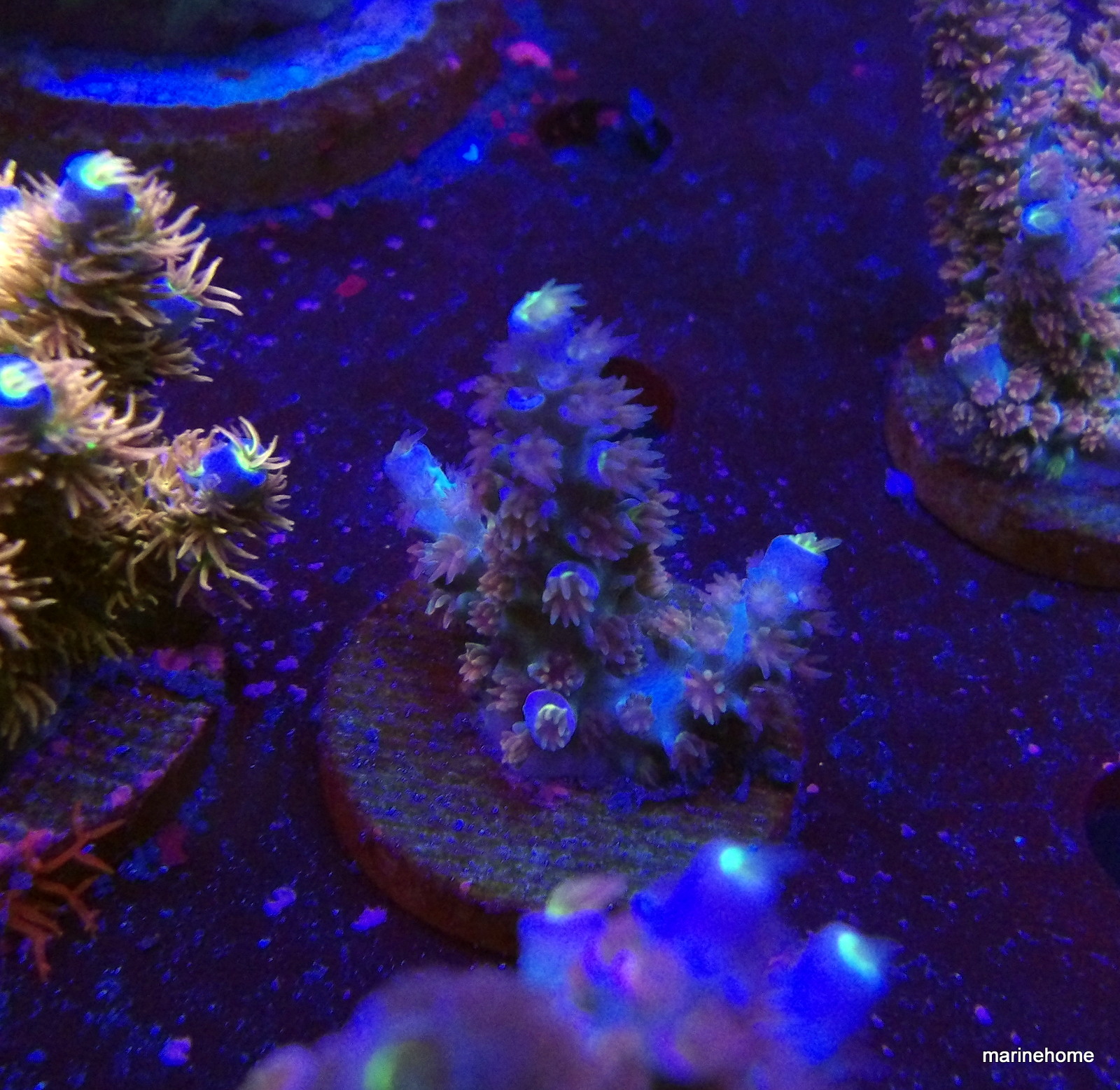 KODAK Digital Still Camera