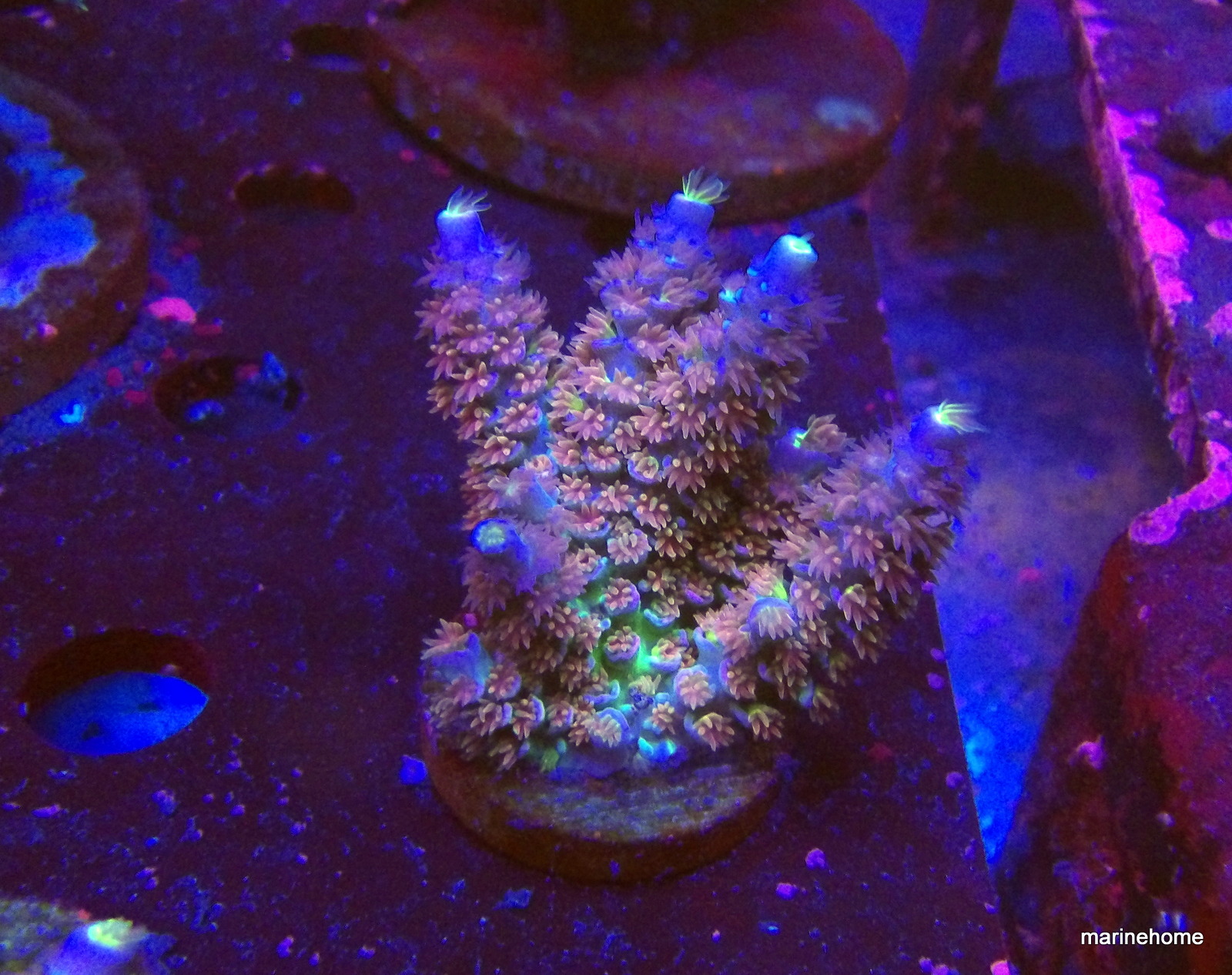 KODAK Digital Still Camera