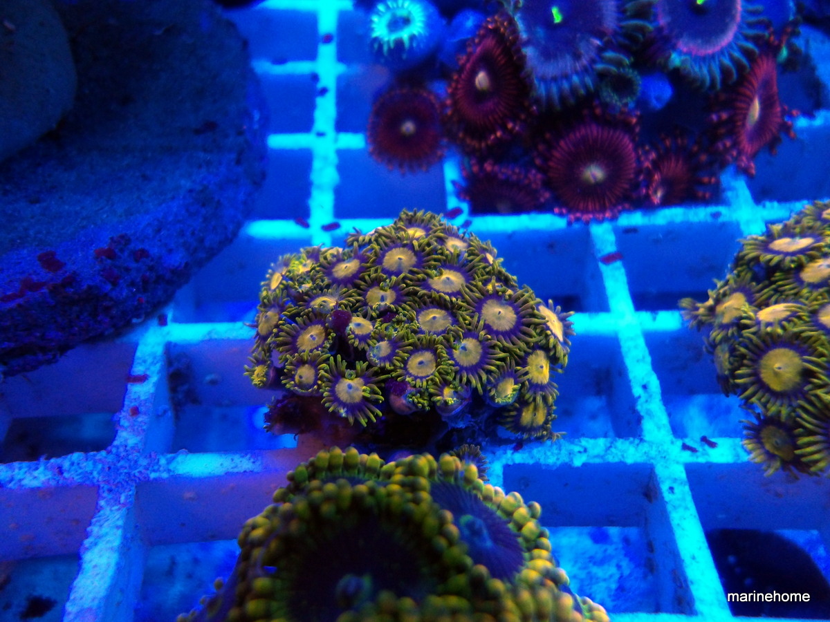 KODAK Digital Still Camera