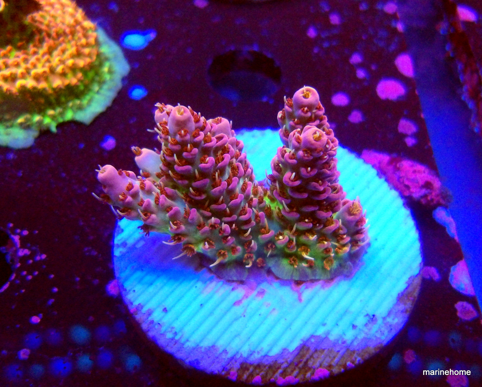 KODAK Digital Still Camera