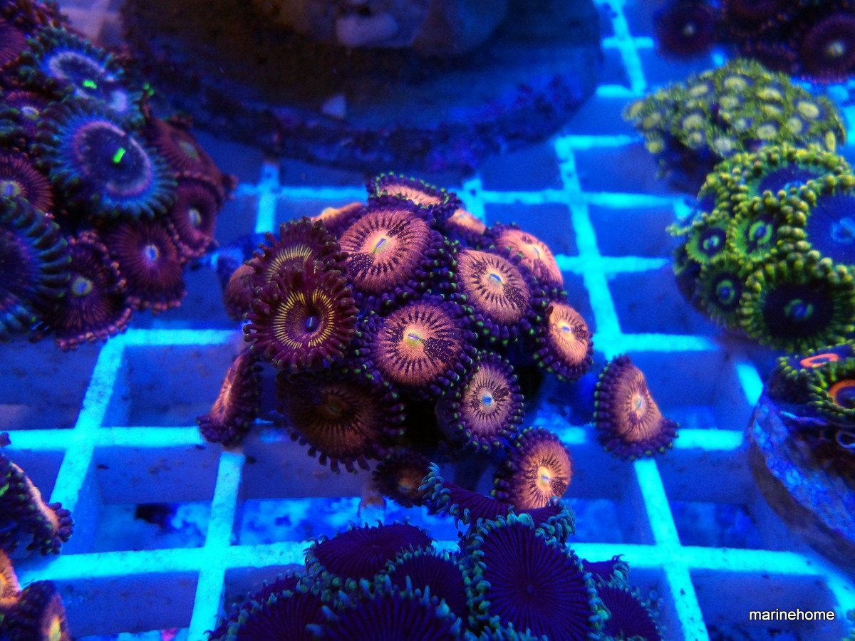 KODAK Digital Still Camera