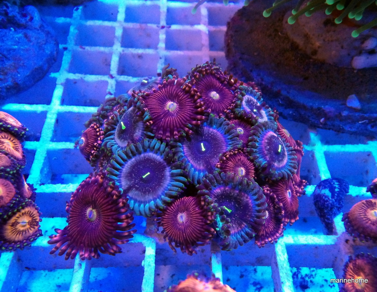 KODAK Digital Still Camera