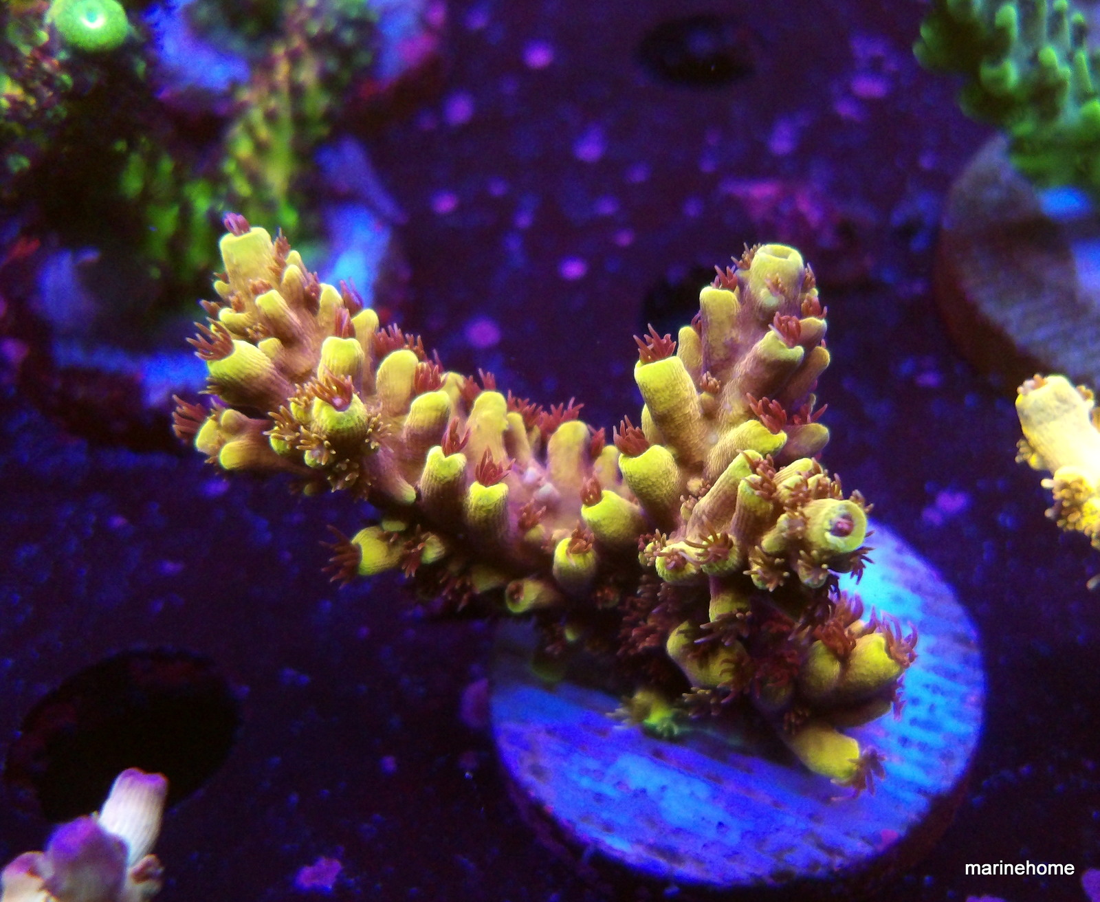 KODAK Digital Still Camera