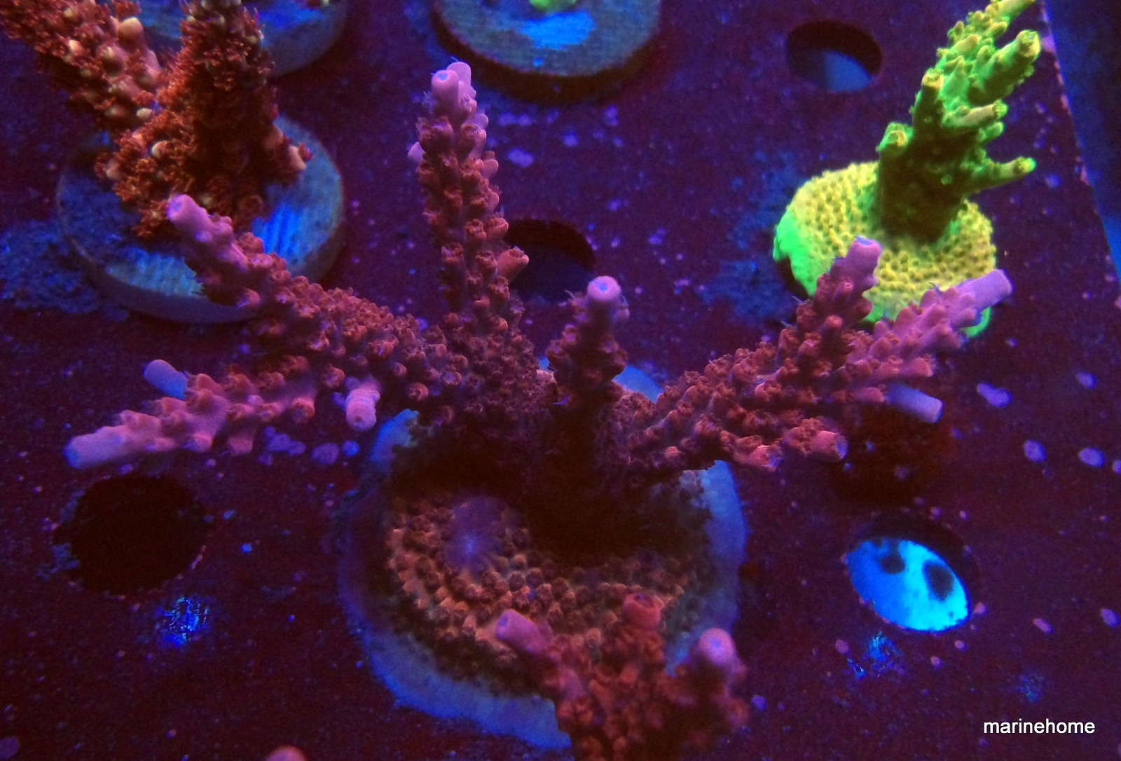 KODAK Digital Still Camera