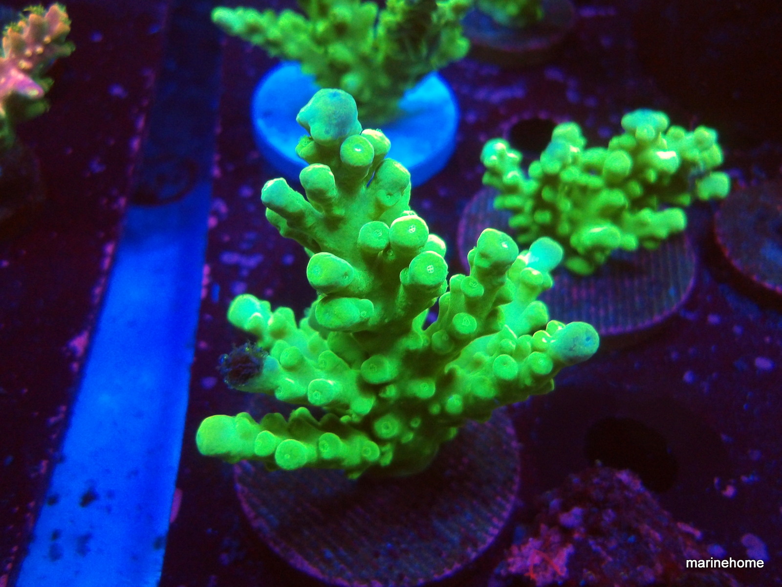 KODAK Digital Still Camera