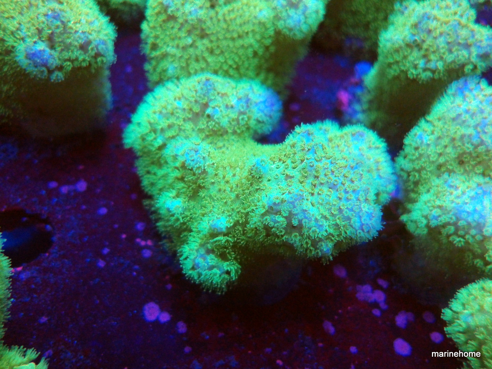 KODAK Digital Still Camera