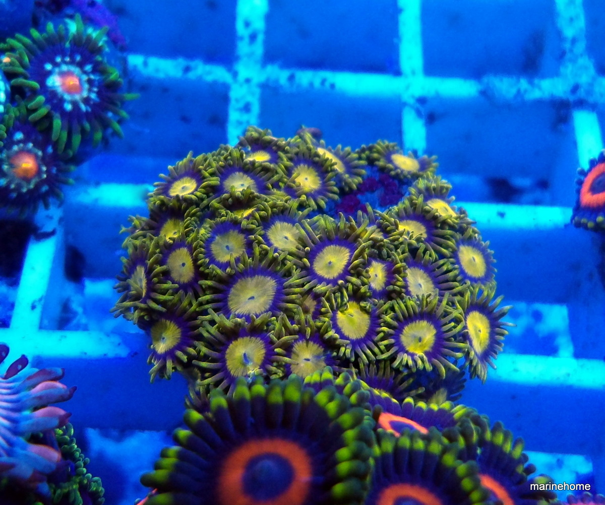 KODAK Digital Still Camera