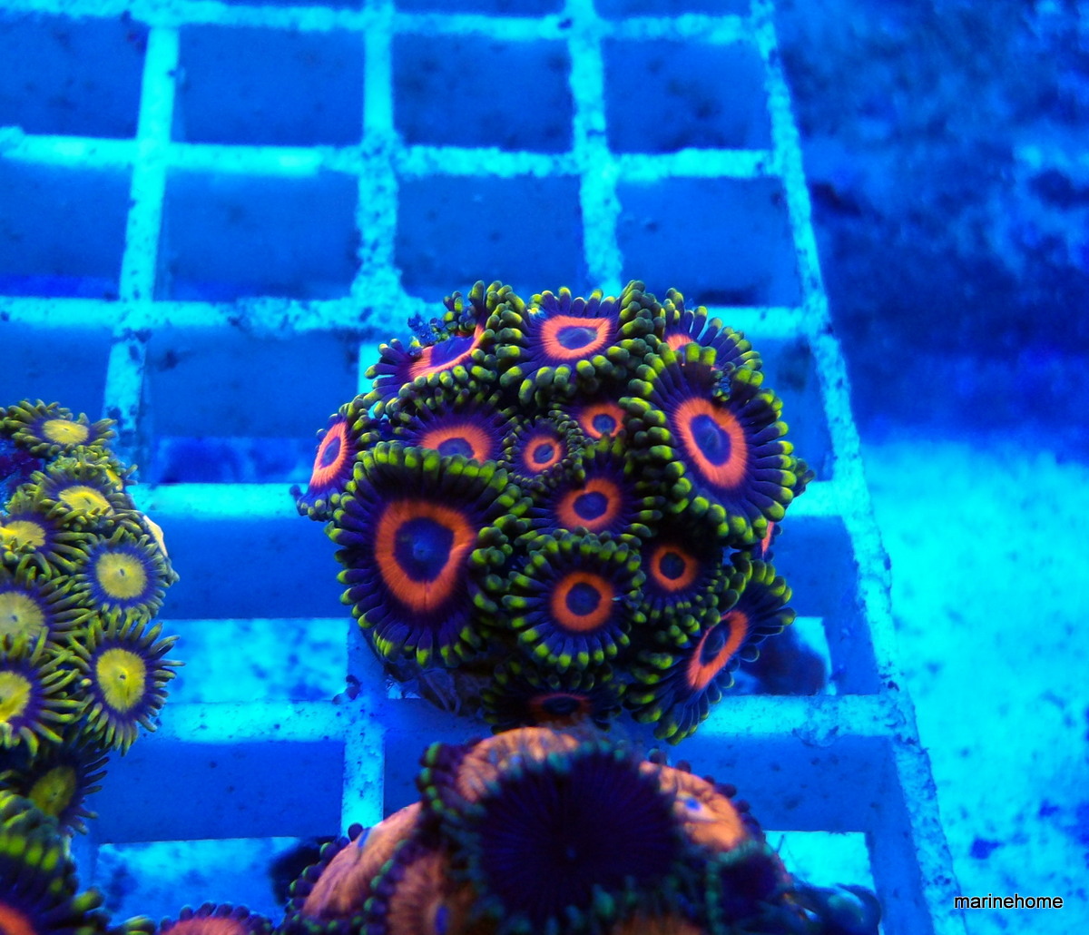 KODAK Digital Still Camera