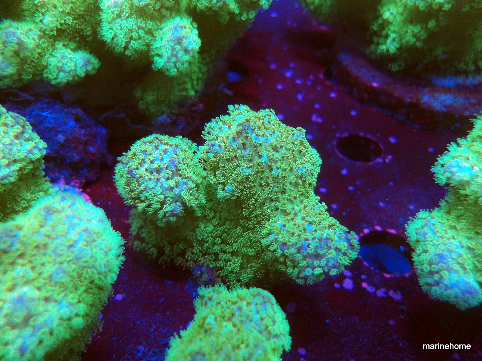 KODAK Digital Still Camera