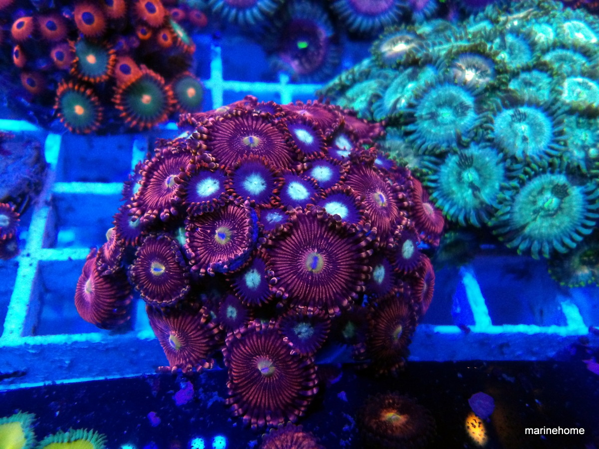 KODAK Digital Still Camera