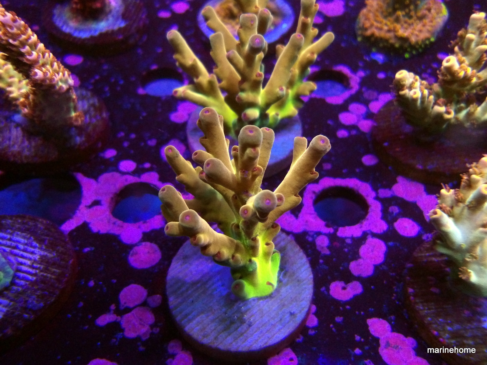 KODAK Digital Still Camera