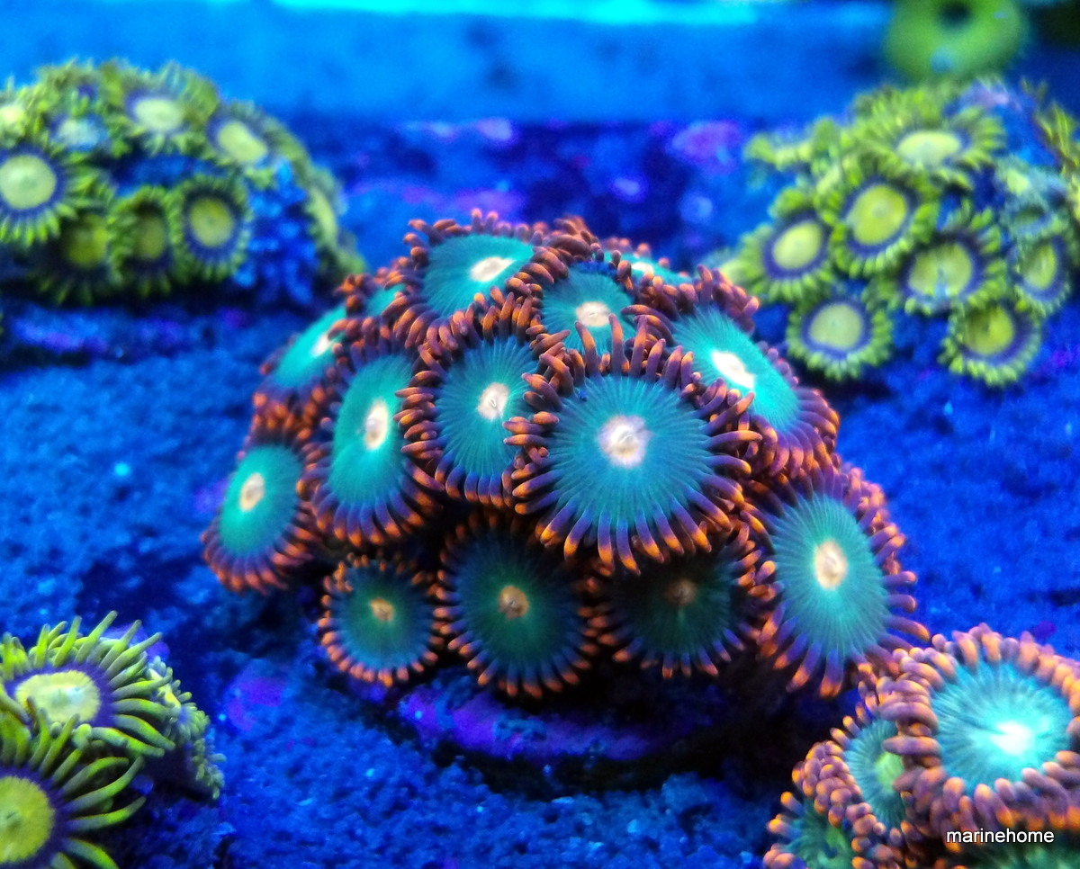 KODAK Digital Still Camera