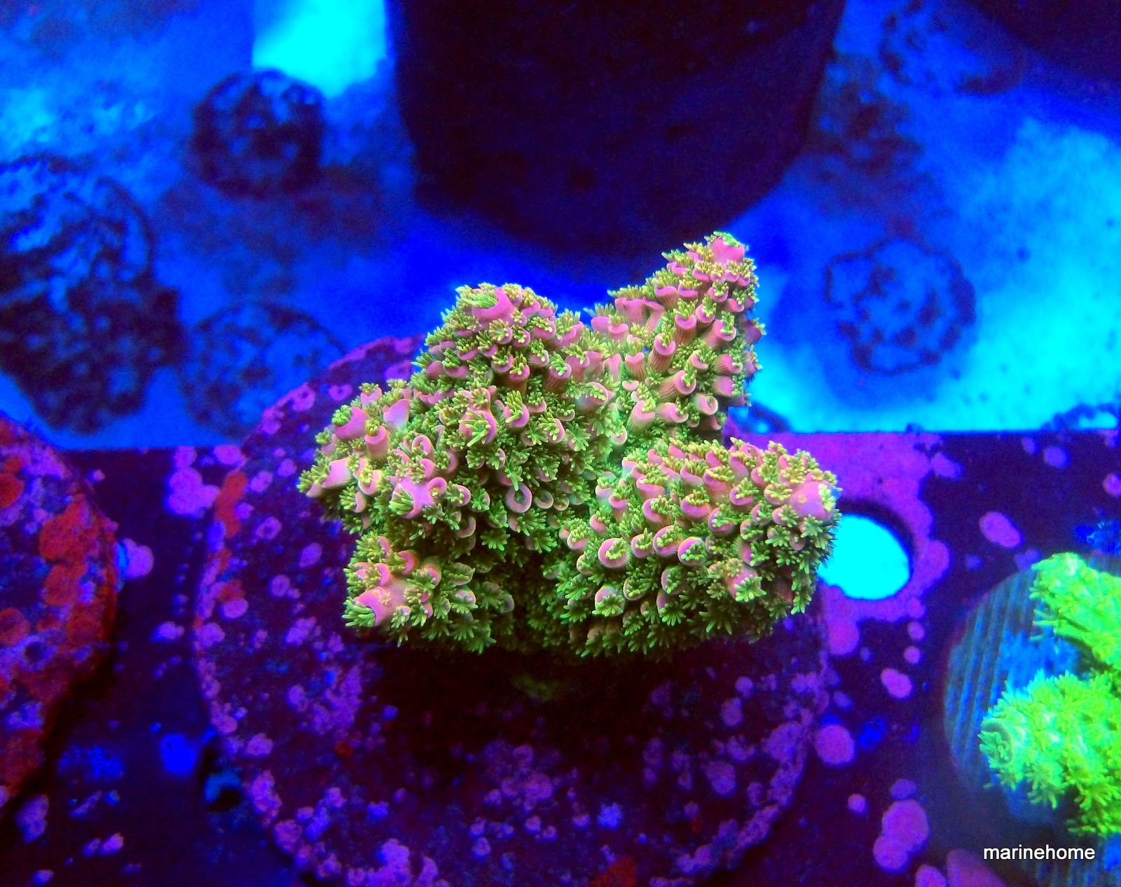 KODAK Digital Still Camera