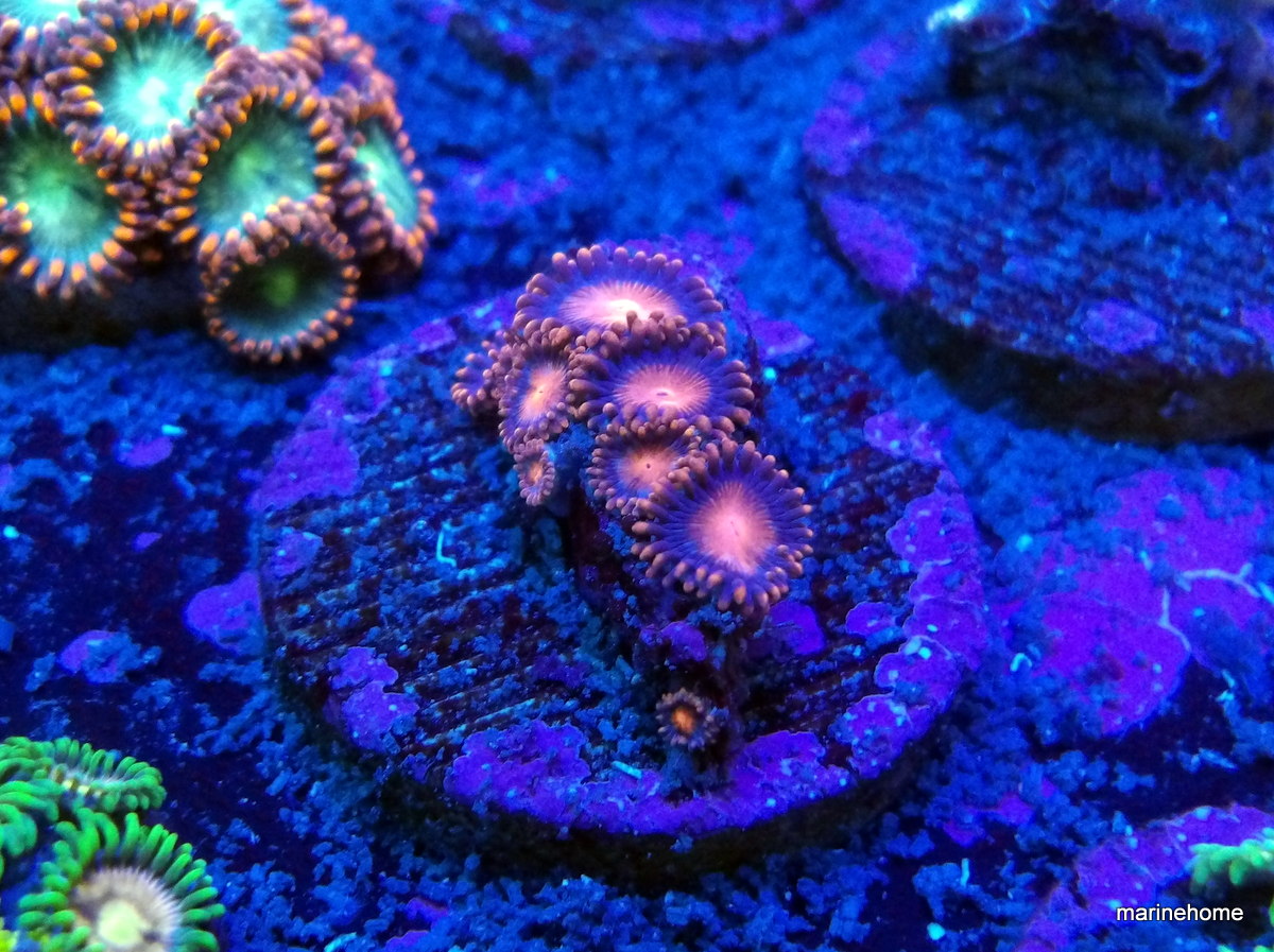 KODAK Digital Still Camera