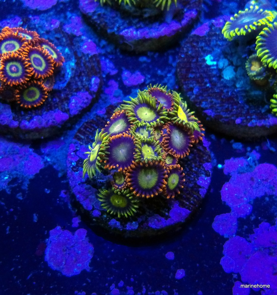 KODAK Digital Still Camera