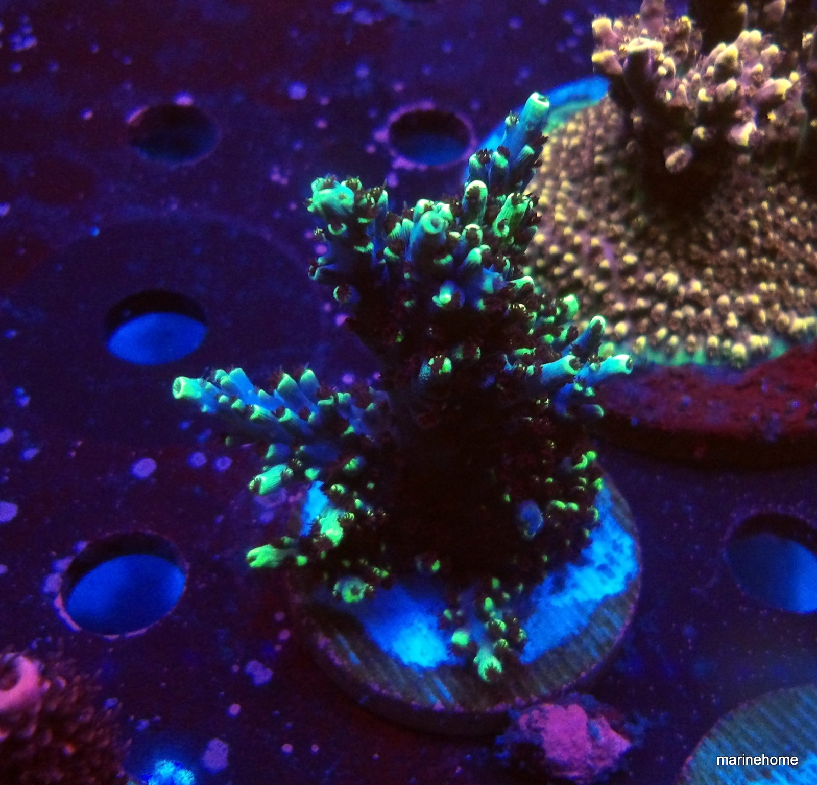 KODAK Digital Still Camera