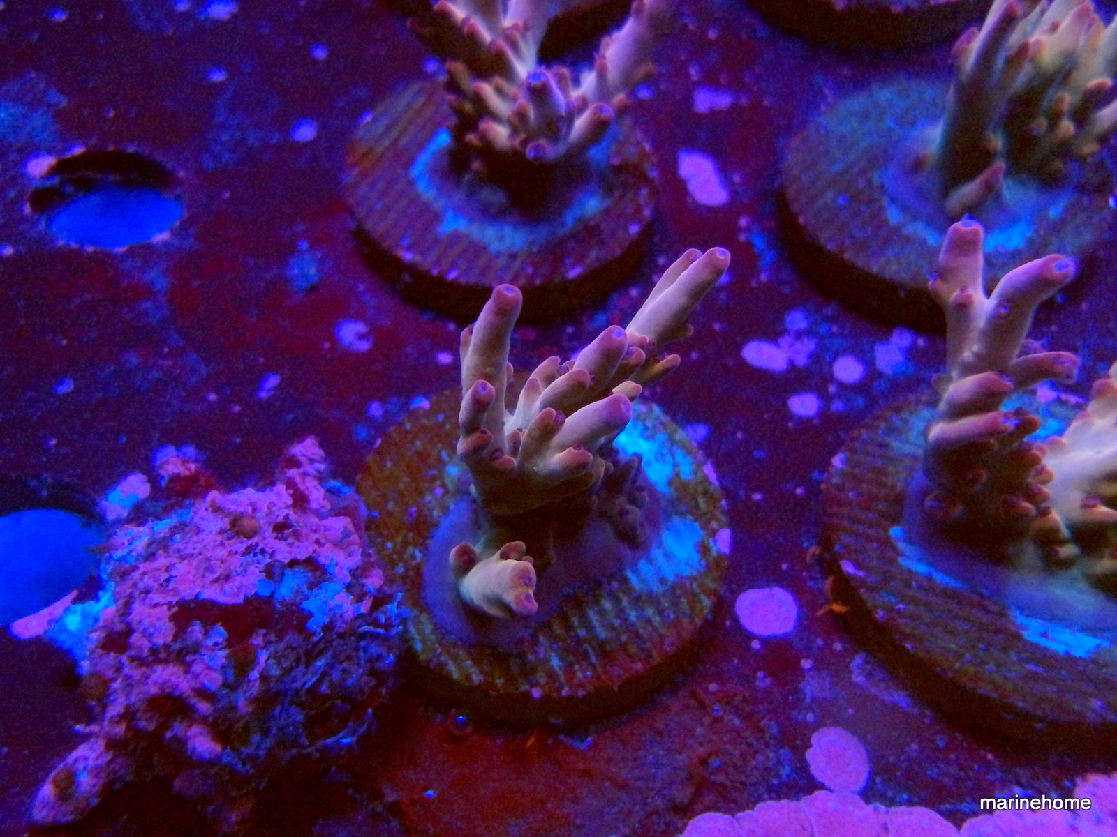 KODAK Digital Still Camera